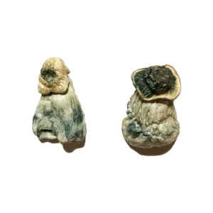 Albino Penis Envy Magic Mushrooms