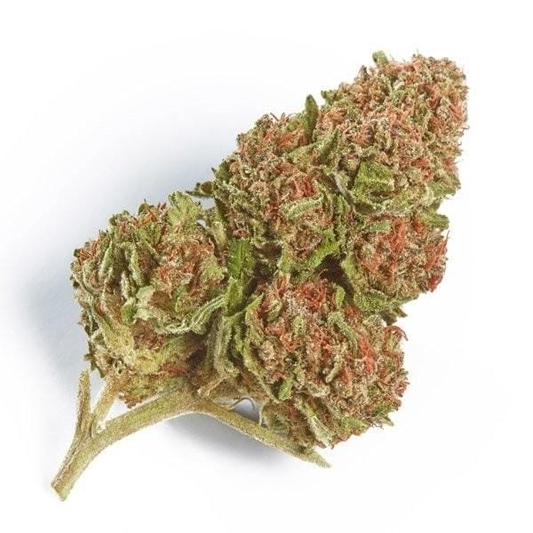 Buy-Northern-Lights-Strain.jpeg Buy Northern Lights Strain