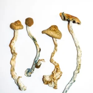 Home Golden Teachers Magic Mushrooms