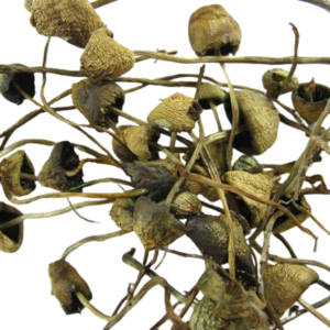 Liberty Cap Mushrooms