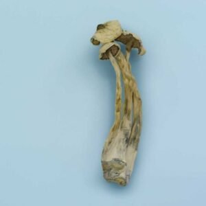 Avery Albino Magic Mushrooms