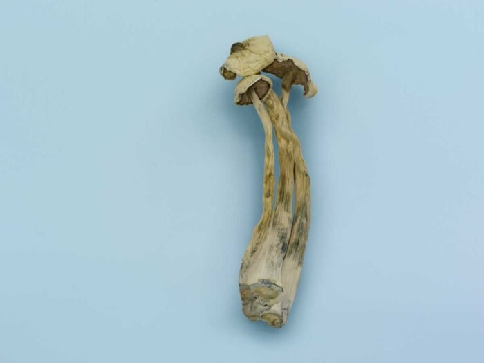 Avery Albino Magic Mushrooms